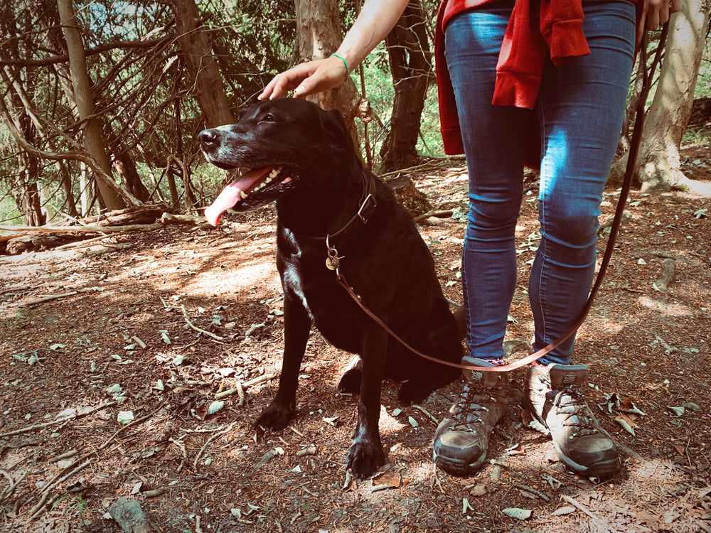 Dog Lead - Dark Brown