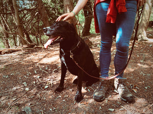 Dog Lead - Dark Brown